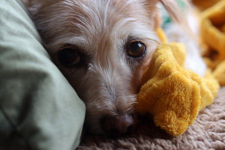 Funny dog with yellow teddy bear on bed, closeupの写真素材