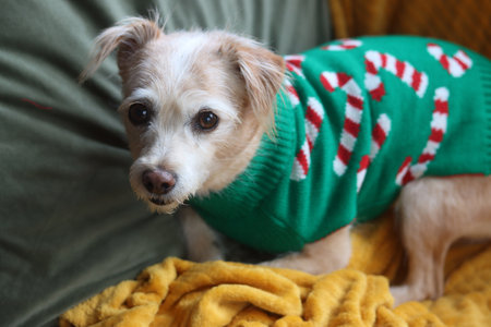 Chihuahua dog in Christmas sweater on sofa, closeupの写真素材