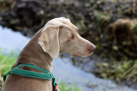 Weimaraner puppy with green harness, looking to the sideの写真素材