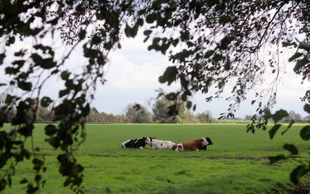 Cows in a meadow with trees in the background, Hollandの写真素材