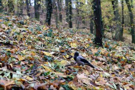 Black and white crow in the autumn forest among the fallen leaves.の写真素材