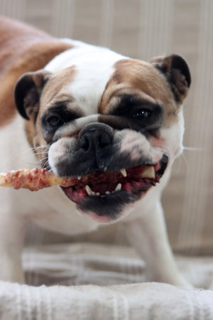 english bulldog is eating a piece of meat from a stick.