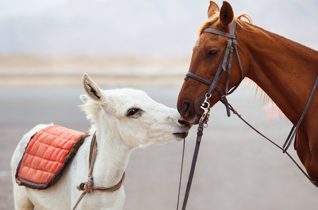 A couple of horses is kissing tenderly. Young and adult horse. Concept of family and care.の写真素材