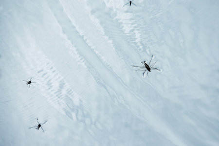 Closeup image of water surface with gerridaes on it. Natural textured background.の写真素材