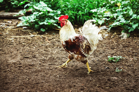 Image of rural brown and white color cock walking at green grass background.の写真素材