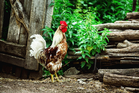 Image of rural brown and white color cock standing at logs heap background.の写真素材