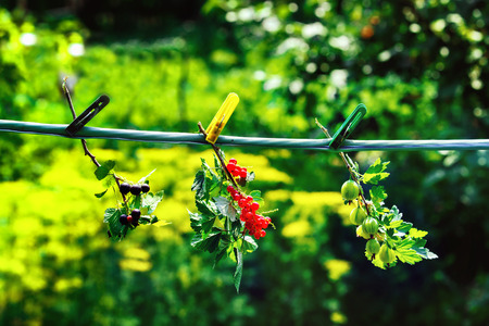 Fresh natural clusters of gooseberry, red and black currant attached by pins to clothesline at green summer rural background.の写真素材