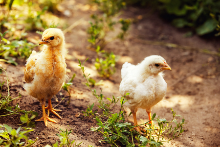 Image of yellow and white chicken standing on a path at green summer outdoors background.の写真素材