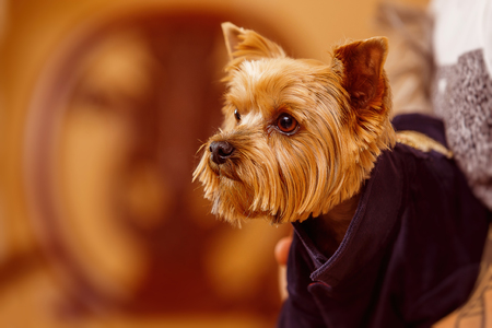 Closeup portrait of yorkshire terrier sitting at owners hands background.の写真素材