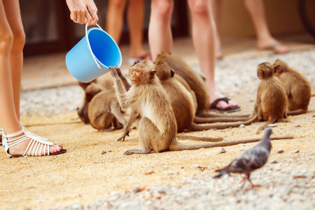 Tourists are feeding monkeys in Thailand.の写真素材