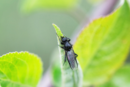 Closeup image of fly sitting in green leaf at summer outdoors background.の写真素材
