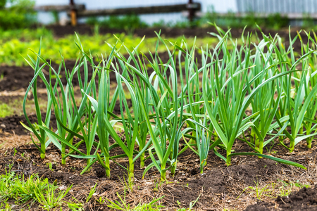 Closeup image of raised green onion rows at garden bed.の写真素材