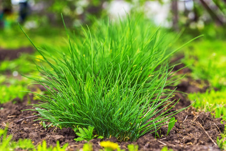 Closeup image of green spring grass at garden bed.