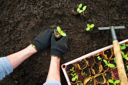 Closeup image of male hands planting green sprouts into wet soil.