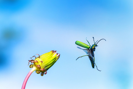 Green beetle is jumping from flower as symbol of joy and happy hiolday at blue sky background.の写真素材