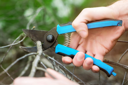 Closeup gardener hands with pruner cutting dry branch at green background.