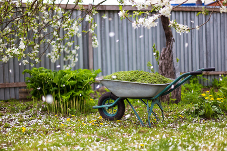 Closeup vintage wheelbarrow full of grass at blooming apple tree with falling blossoms background.の写真素材