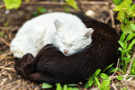 Two homeless cats are sleeping together at yin yang pose outdoors in park.の写真素材