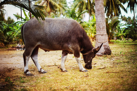Closeup image of brown bull outdoors at a Thailand farm.