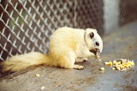 Closeup image of squirrel eating nuts at Thailand Samui park.の写真素材