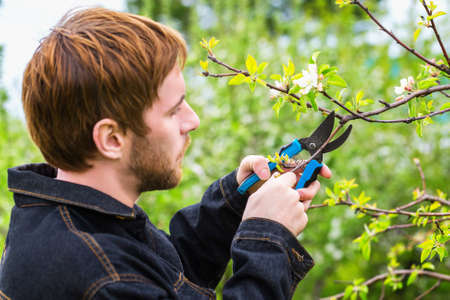 Closeup image of gardener with pruners trimming branches of apple tree at spring garden background.の写真素材