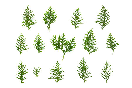 Closeup image of thuja evergreen tree branches group isolated at white background.