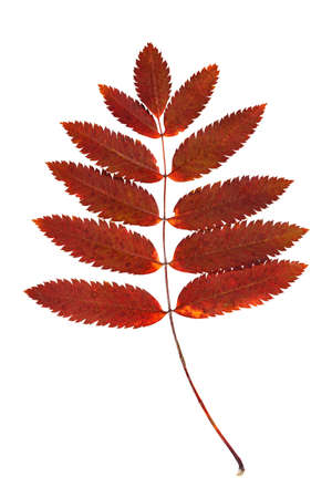 Vertical colorful autumn rowan leaves branch isolated at white background. Textured foliage pattern.の写真素材