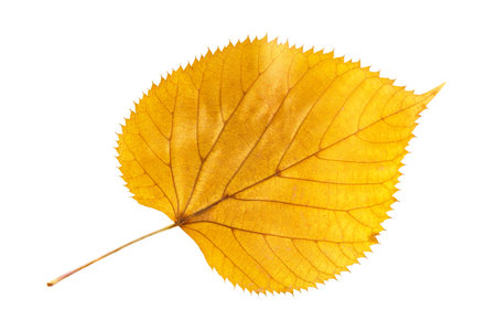 Closeup yellow leaf of poplar or cottonwood tree isolated at white background. Textured pattern of...