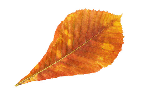Closeup yellow leaf of buckeye or horse chestnut isolated at whitte background. Textured foliage...