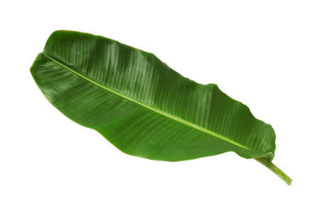 Closeup image of green banana leaf isolated at white background. Tropical foliage.の写真素材