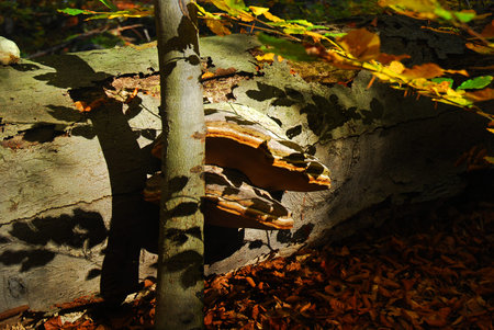forest flora view background.