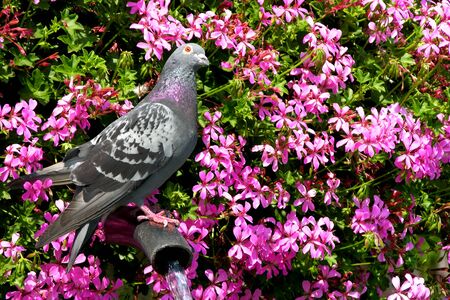 pigeon and flowers background.の写真素材