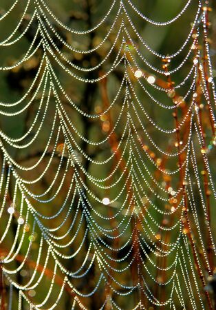 spider web in dewの写真素材