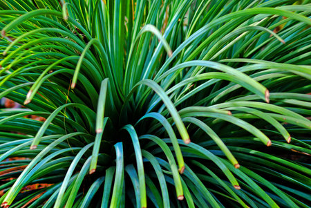 green grass