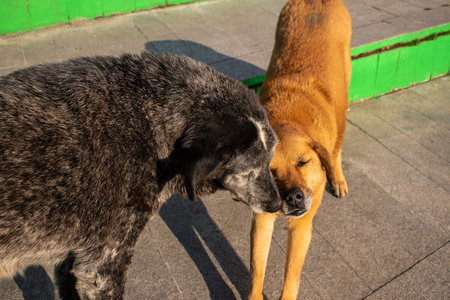 Friendship of dogs on a sunny day