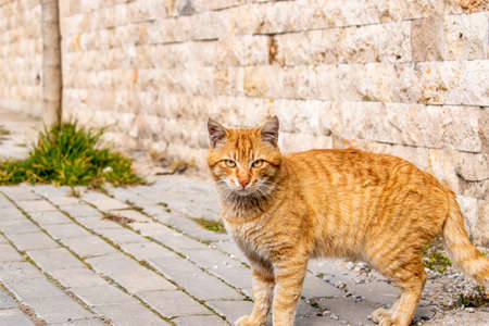 A cat standing on the sidewalkの写真素材