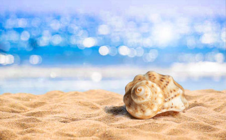 A seashell on a sunny day at the beachの写真素材