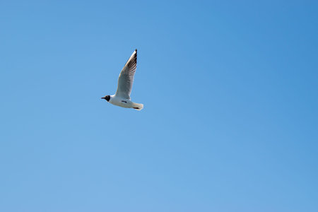 A seagull flying in the sky on sunny day