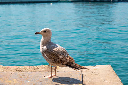 Close-up seagull standing on the ground on sunny dayの写真素材