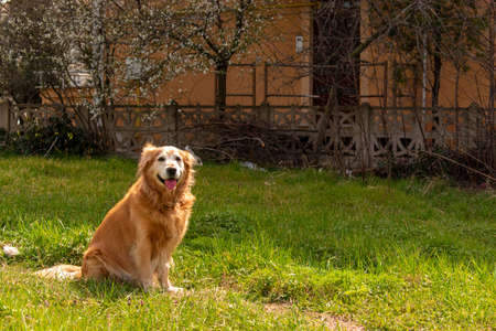 A brown dog in the garden on a sunny dayの写真素材