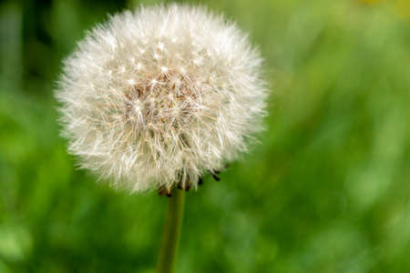 Close up dandelion in the gardenの写真素材