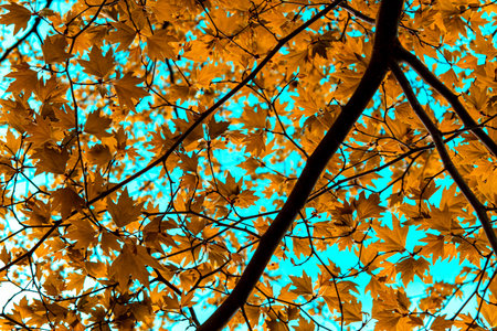 Image of the orange leaves of the tree under the sky, plane tree