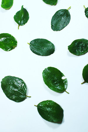 Fresh green leaves scattered on a white background with water droplets. Clean botanical flat lay...