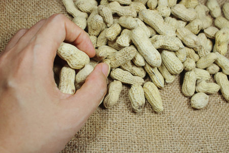 Hand holding raw whole peanuts over burlap fabric. Agricultural harvesting for healthy snack,...