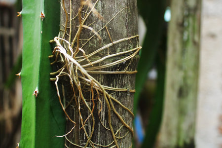 Close up of green dragon fruit cactus stem with aerial roots climbing a wooden support pole. Tropical plant texture, organic farming detail, natural agriculture backgroundの写真素材