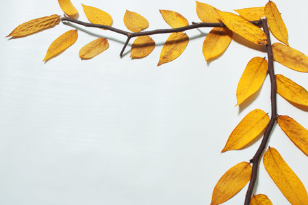 Autumn Leaves on Branch Border Frame over White Background. Minimalist Fall Nature Border with Large...