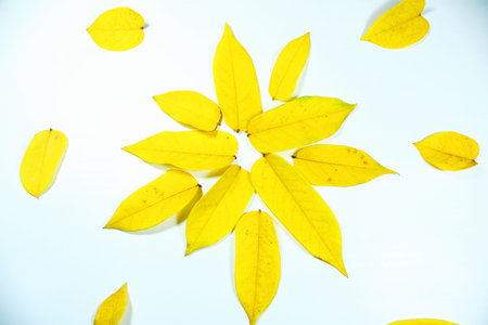 Bright yellow autumn leaves arranged in a floral mandala pattern on a white background. Minimal flat lay composition with copy space, ideal for seasonal design and nature themesの写真素材