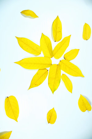 Bright yellow autumn leaves arranged in a floral mandala pattern on a white background. Minimal flat lay composition with copy space, ideal for seasonal design and nature themesの写真素材