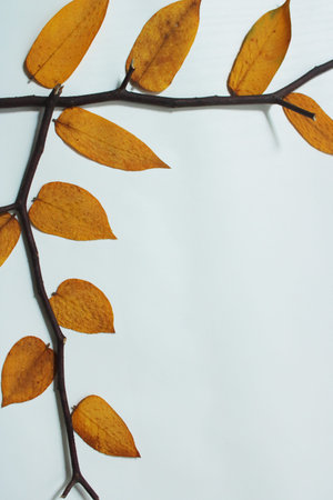 Autumn Leaves on Branch Border Frame over White Background. Minimalist Fall Nature Border with Large Copy Space Ideal for Greeting Cards, Web Banners, and Seasonal Salesの写真素材