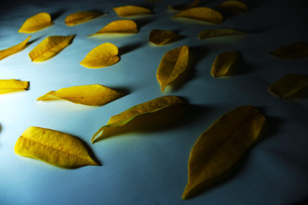 Dramatic yellow autumn leaves with moody lighting and deep shadows. Flat lay composition creating a...
